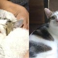 入浴中に子猫の鳴き声……育ての親は“人間のパパ”！？