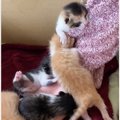 生後1週間の子猫たち→娘が撫でようとすると…『たまらなく愛おしい瞬間』が…