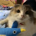 『賢い猫』に育てるおすすめの遊び方５選