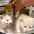 好奇心旺盛な４匹の子猫→ペットシーツを直そうと、ケージの扉を開けた…