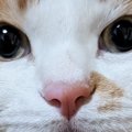 まん丸おめめの『可愛らしい顔をした猫』→リラックス中に撮影したら……