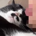 『距離感がバグっている甘えん坊猫』→朝ママが目覚めると……まさかの光景が…