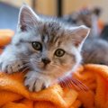 猫が毛布を「ふみふみ」する理由