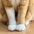 前足の模様が左右で違う猫→飼い主さんが語った"理由"が…思わず…