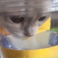 水を飲み始めた猫→角度を変えて見てみたら…想像もしていなかった『まさか…