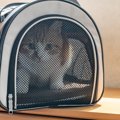 愛猫を動物病院に連れていく前に準備するべき3つのこと　スムーズな診…