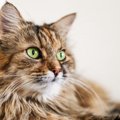 ノルウェージャンフォレストキャットの目の色は何色？種類や青い目・オッ…