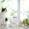 猫にニンニクは絶対NG？実は、そうでもないかも…って本当？