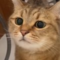 部屋を移動するたびに後をついてくる『甘えん坊な猫』…思わず笑う『可愛い…