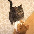 スイッチのオンオフが忙しくなった猫ちゃん