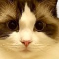 『眉毛みたいな模様』がくっきりと出ている猫→『昔はなかったよね？』…