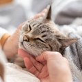 猫があなたに『体を預けたがる』ときの理由4選　信頼されている証？考えら…