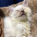 雨で体が濡れて『ぐしゃぐしゃになっていた猫』を保護して３年…想像も…