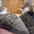 弟猫の無自覚な行動に先住猫がブチ切れた結果→戦闘力の高すぎるやり方…