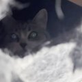 「ソファ下に居たはずの猫」を探したら衝撃の『秘密基地誕生』…爆笑の攻防…