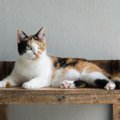 猫の性格は大きく『5つの傾向』に分類できる！タイプ別に特徴を解説　…