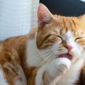 猫が『自分の手を舐め続けている』ときの5つの理由　ただ毛づくろいじゃな…