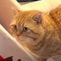 猫ちゃん探偵が何かに気付いた瞬間とは…？