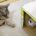 元野良猫の新入りと先住猫が初日から仲良しに…？優しすぎるアピールに…