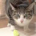 いつまでも怒られっぱなしじゃない！遊び方を心得た猫ちゃん