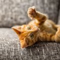 猫が急に暴れ出した！4つの要因と対策