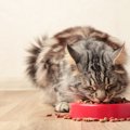 猫が『食べながら鳴く』のはなぜ？4つの理由　うみゃうみゃ…何を言っ…