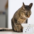 猫の飼い主がやってはいけない『絶対NG行為』6選　愛猫のストレスとなる理…