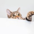 猫にも『運動オンチ』な子がいる？そう思わせる3つの行動と、してあげ…