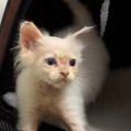 『謎の遊び』にハマった白猫→飼い主さんがキャリーケースの蓋を閉める…