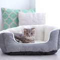 猫がやたらと『寝床を変える』3つの理由　考えられる心理や好みやすい…