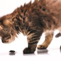 猫と暮らす部屋に『ゴキブリ』がでたときの対処法4つ　愛猫が追いかけてる…