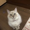 愛猫に人間の食べ物をあげてはいけない理由5つ