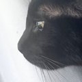 窓辺にいた黒猫→『カラス』が近づいてくると、『耳』がわかりやすく変化し…