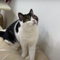 「虫みつけたニャ」　虫駆除を試みる猫ちゃん。1時間格闘した末に訪れ…