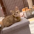 赤ちゃん猫の名前を『呼んでみた』結果…大好きなママに見せた可愛すぎ…