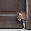 猫の脱走防止扉のタイプ3つとその選び方