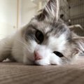 心変わり？猫の態度がいつもと違う時の原因５つ