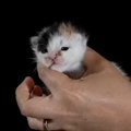生後1日から77日まで、毎日1枚ずつ『猫を撮り続けた』結果…素敵すぎる『成…