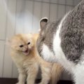 威嚇しまくる子猫に優しく距離を詰める先住猫　最高の神対応に『人間…