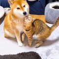 子猫が『柴犬のこと大好き』になった結果…可愛すぎる『猛アピール』に…