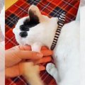 猫『耳かゆい』飼い主『キミが搔いてるのは私の手だよ』…”奇妙な共同…