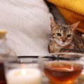 猫に絶対に飲ませてはいけない『危険な飲み物』5選　命を落とす可能性…