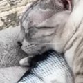 魚のおもちゃを『枕』にして『眠る猫』を見ていると……『驚きの光景』…