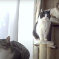 仲良く並ぶ猫ちゃん達の動き出すタイミングとは？