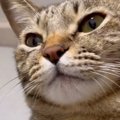 『ぴゃ』と鳴く猫→『口元』を見ていると……飼い主を笑顔にした『まさかのク…