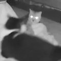飼い主が寝たあとに猫たちは何してる？→深夜に『隠し撮り』してみたら…ま…