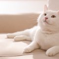 猫に『覚えてもらいやすい名前』3つの特徴　愛猫に自分の名前を覚えてもら…