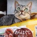 気に入ったニャ♪収納ボックスにすっぽり入った猫ちゃん！