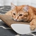 猫がハァ～と『ため息』がついたときの心理3選　何か悩みごとでも？