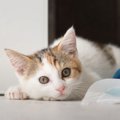 遊び盛りの保護子猫が先住猫と初対面…『猫社会』のスパルタすぎる指導…